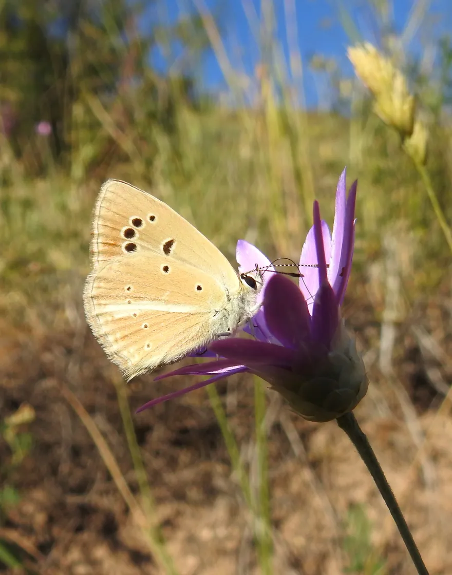 Polyommatus eriwanensis թիթեռը ծաղկի վրա